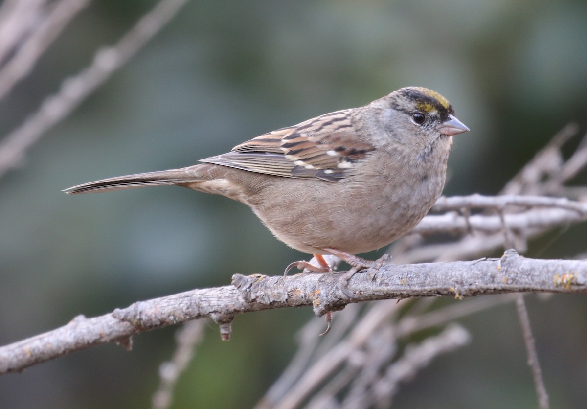 Golden-crowned Sparrow - ML275966901