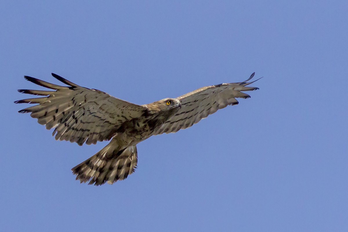 Short-toed Snake-Eagle - ML27596691