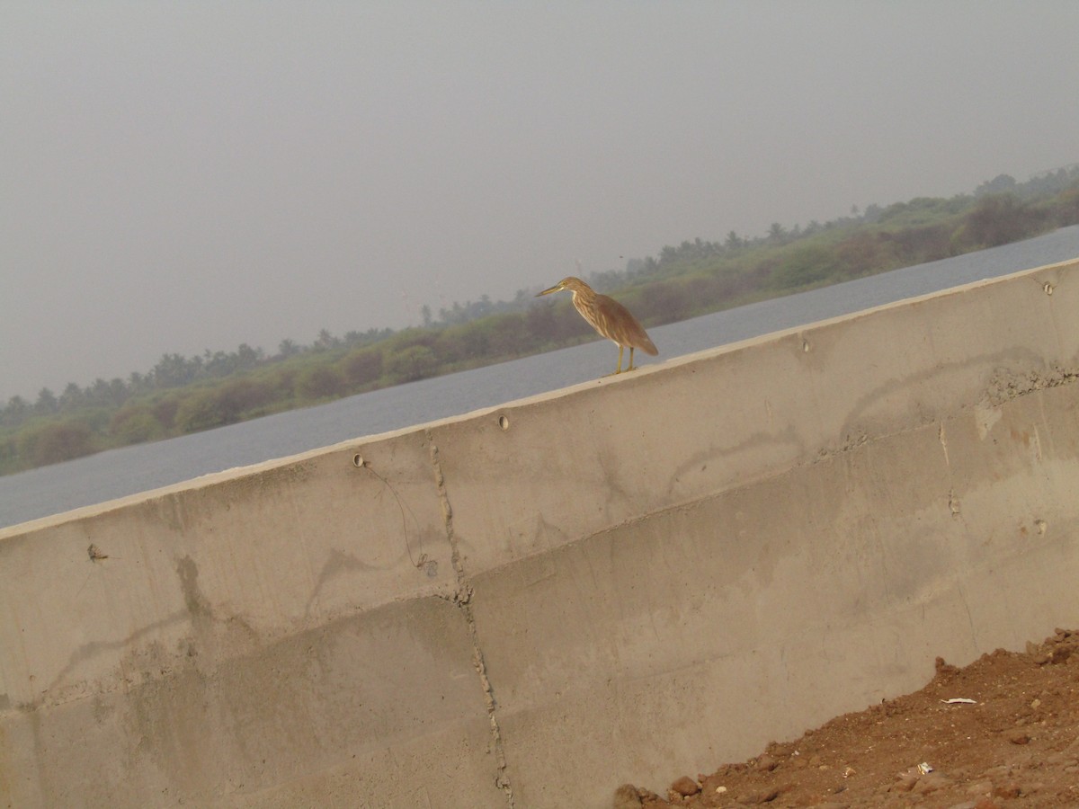 Indian Pond-Heron - Annapoorani E