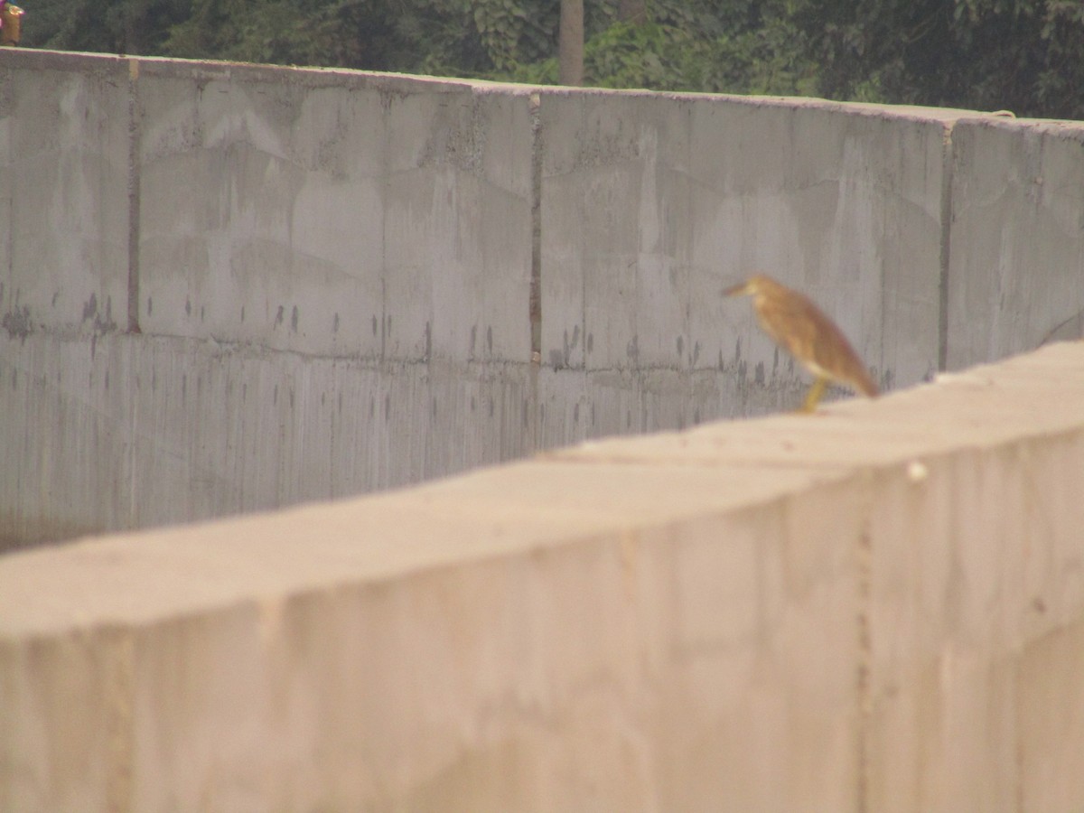 Indian Pond-Heron - ML275967431