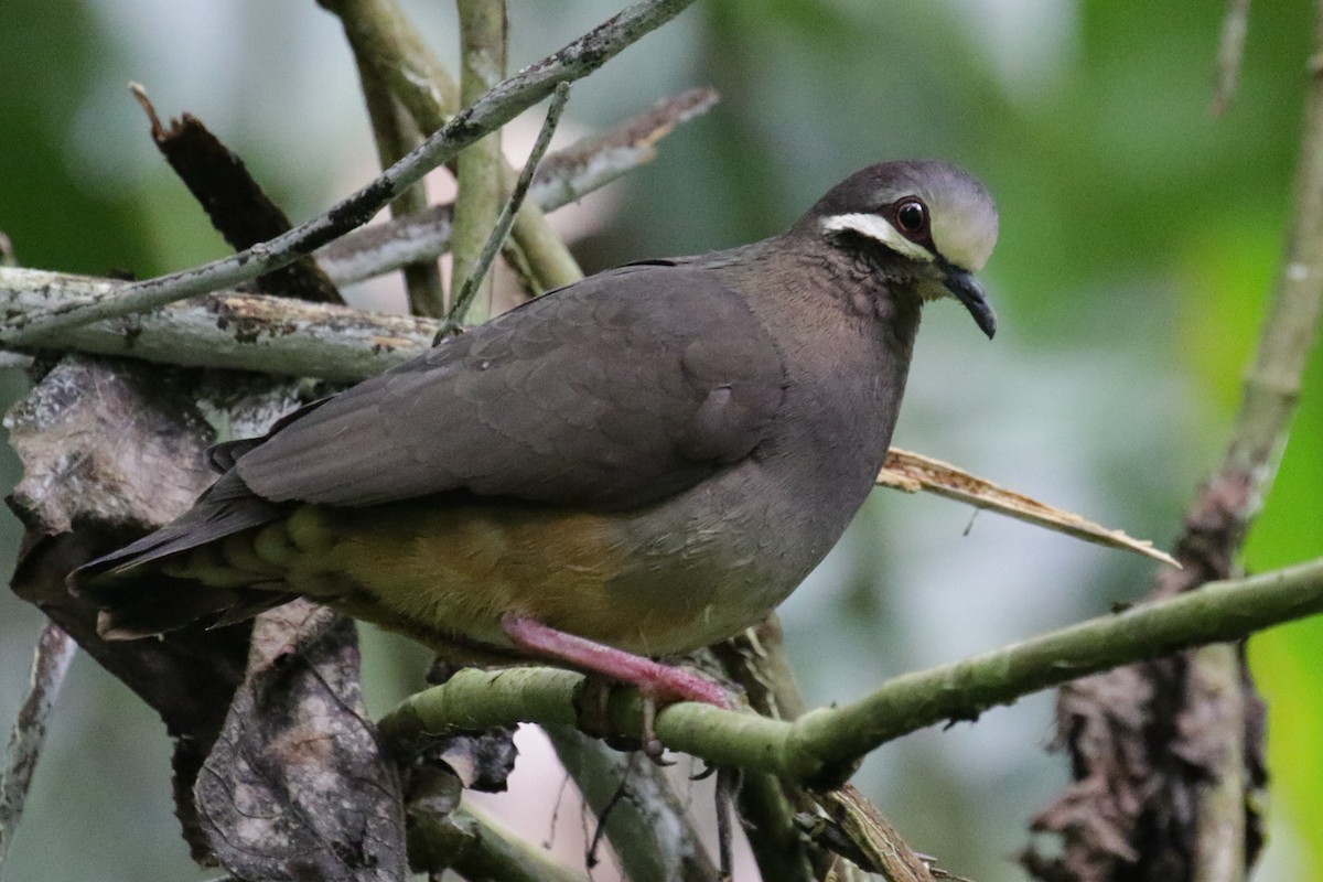 Olive-backed Quail-Dove - ML275968241