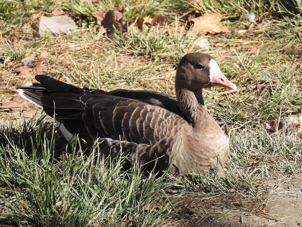 Greater White-fronted Goose - ML275969401