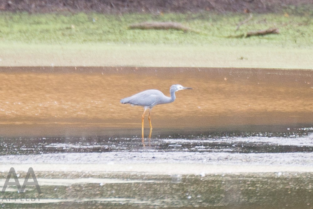 White-faced Heron - ML27597011