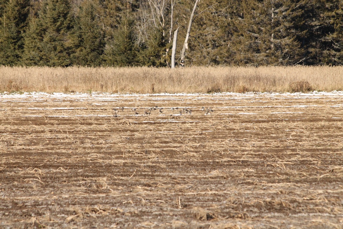 Dunlin - ML275971341