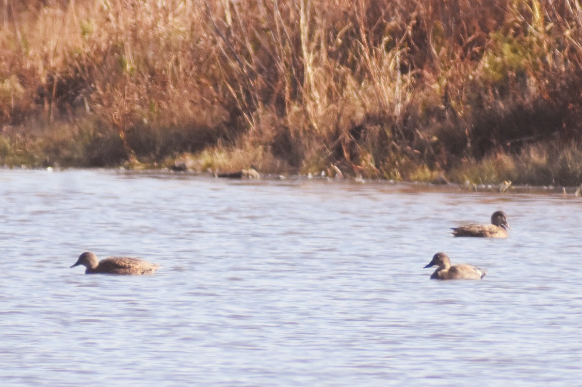 Gadwall - Haley Gottardo