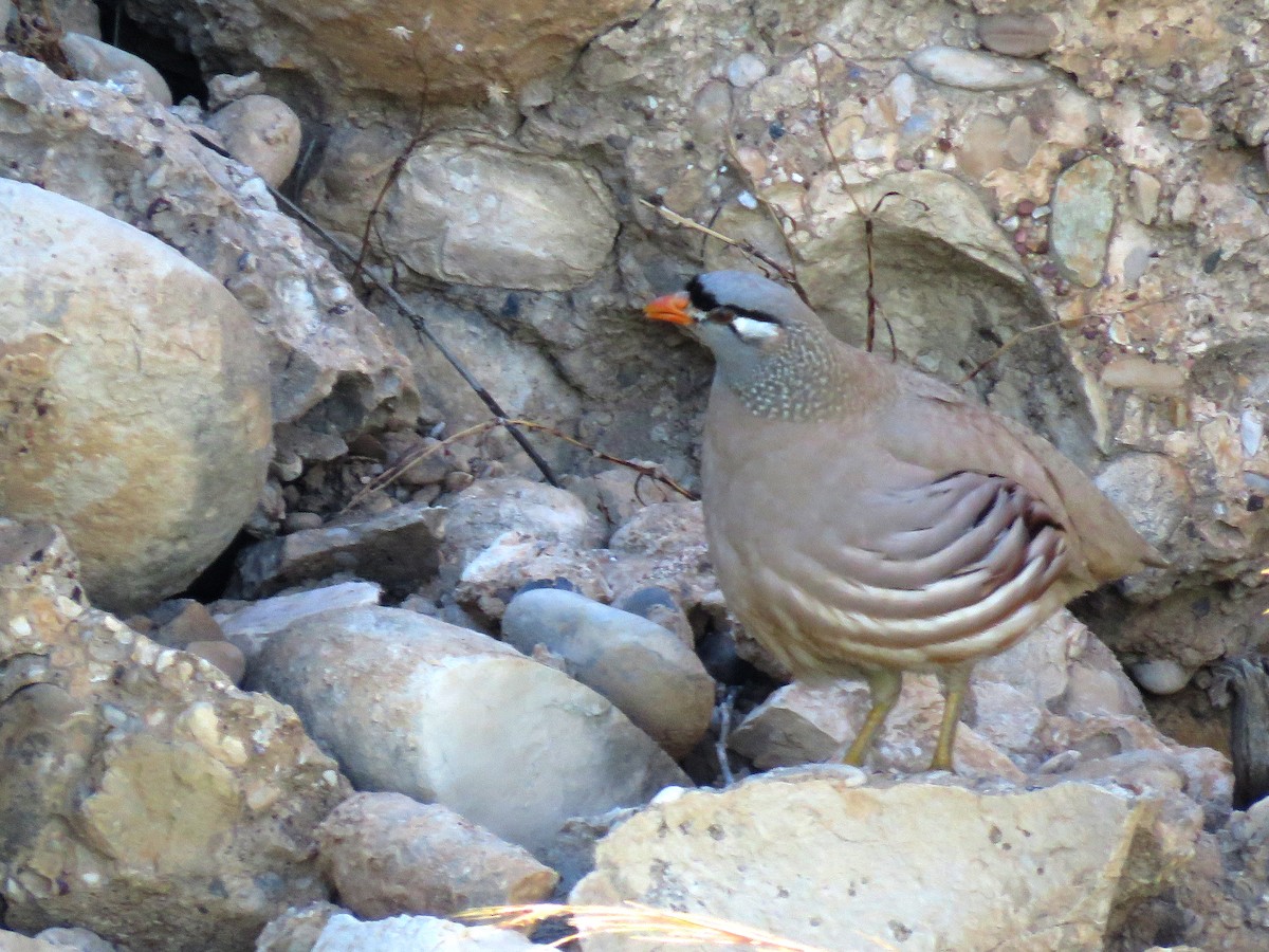 Perdiz Gorjigrís - ML27597221