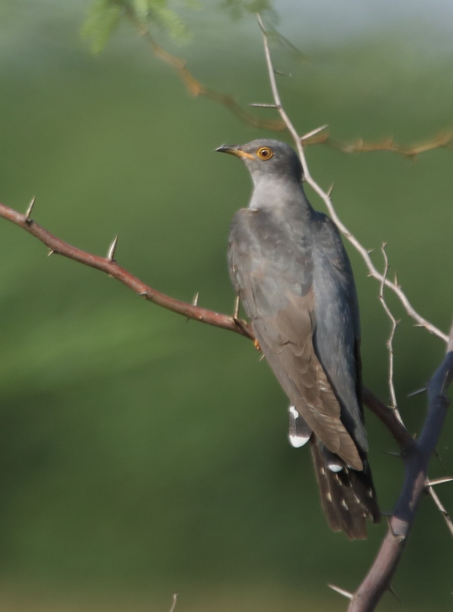 Common Cuckoo - ML275972351