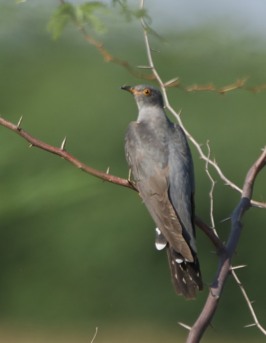 Common Cuckoo - ML275972361