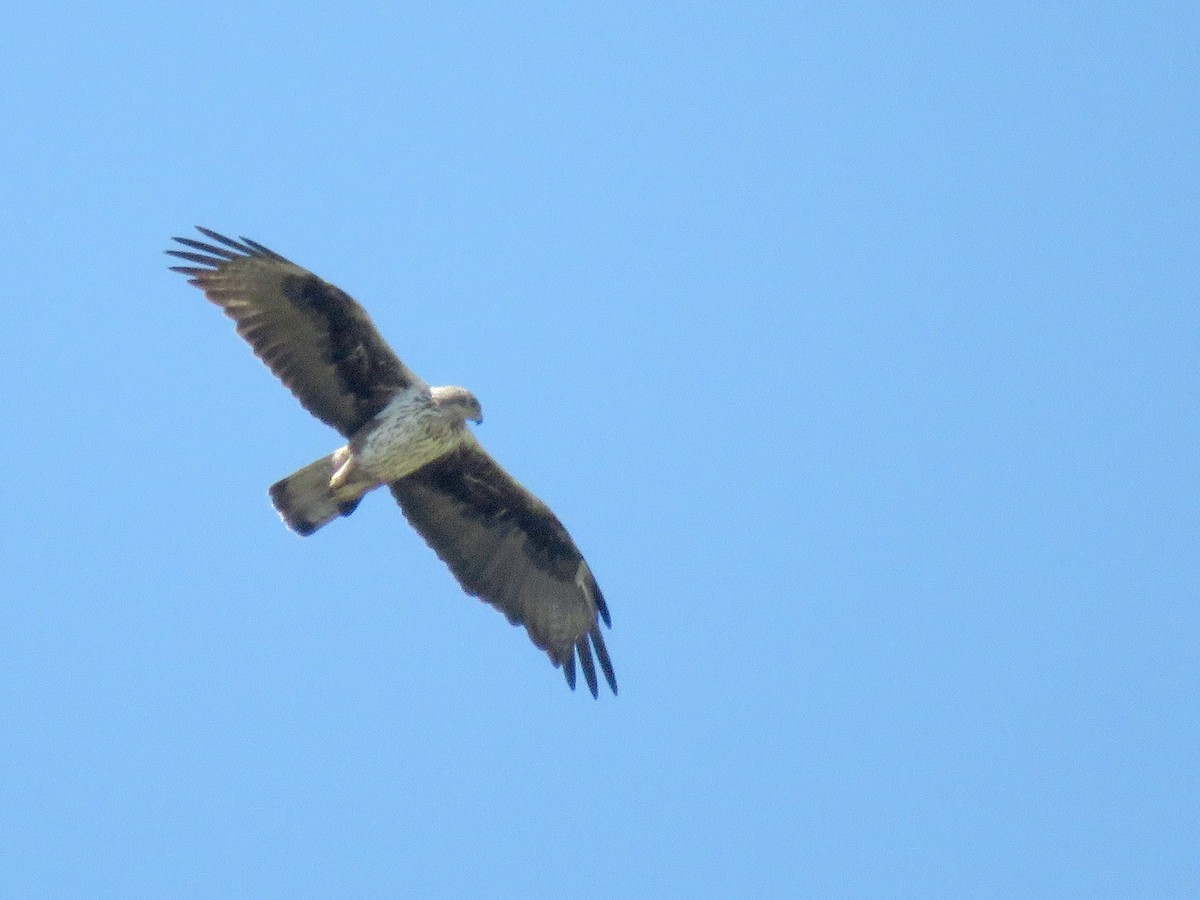 Bonelli's Eagle - ML27597281