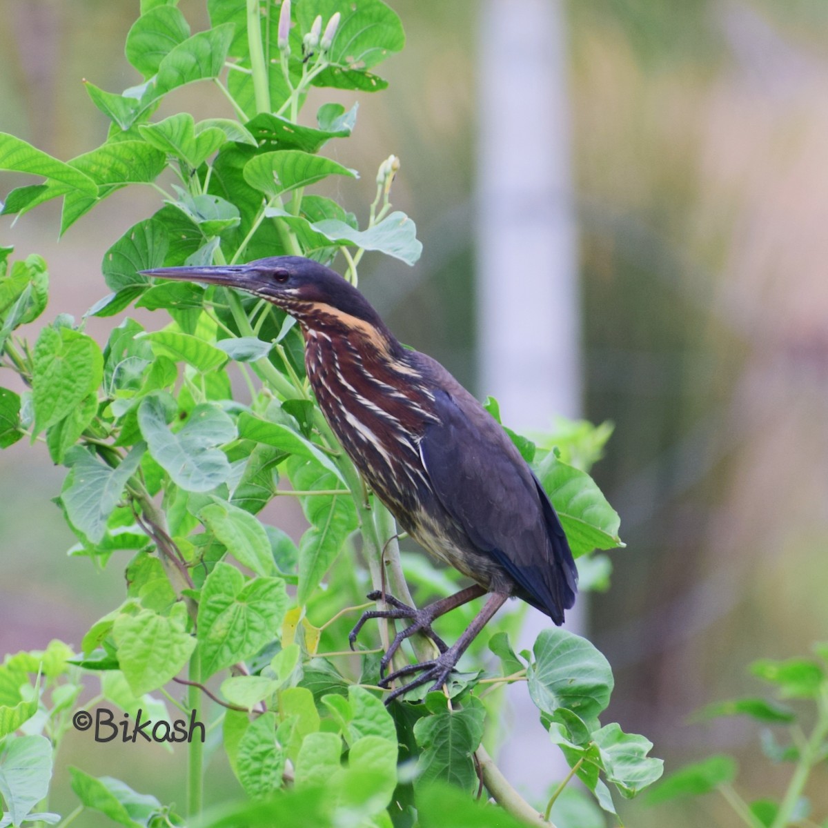 Black Bittern - Bikash Ojha