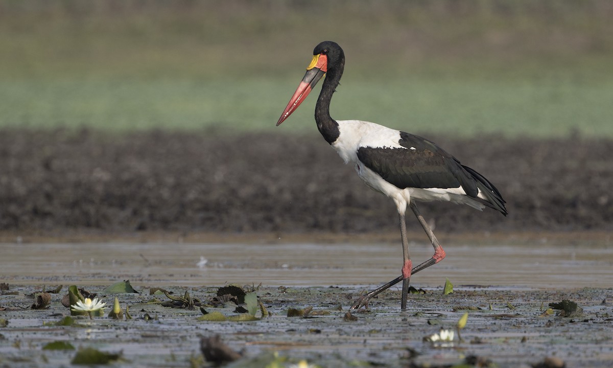 Saddle-billed Stork - Zak Pohlen