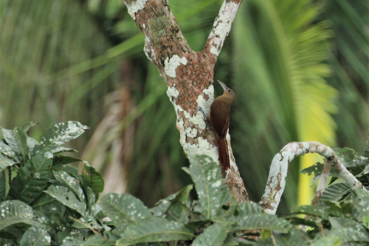 Cinnamon-throated Woodcreeper - ML275974611