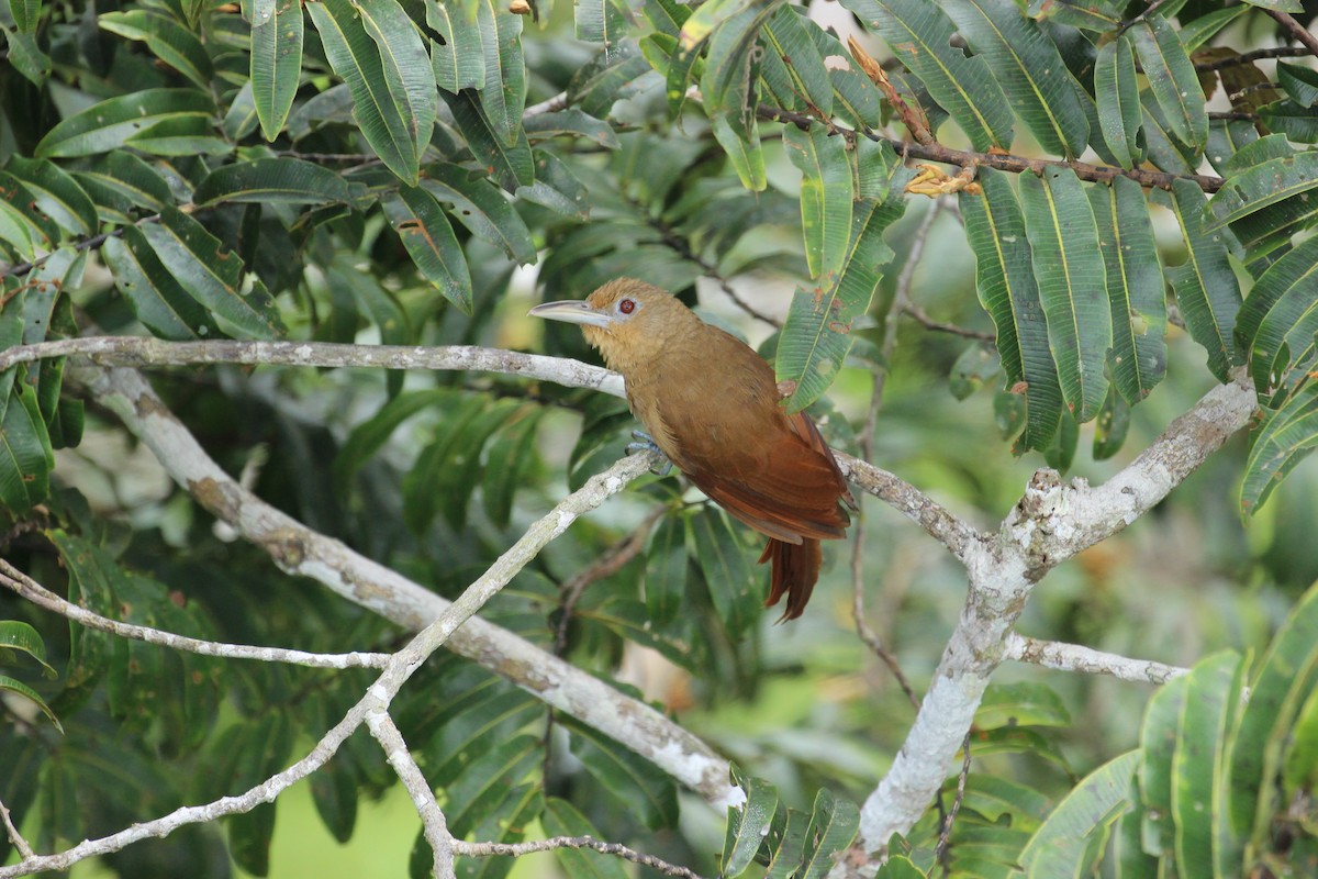 Cinnamon-throated Woodcreeper - ML275974661