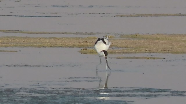 Pied Avocet - ML275974831