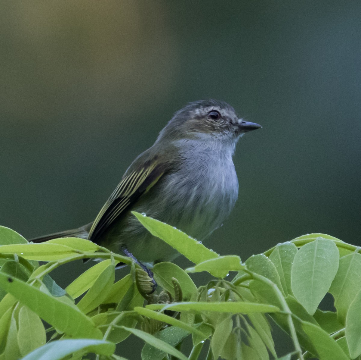 Mistletoe Tyrannulet - Jorge Eduardo Ruano