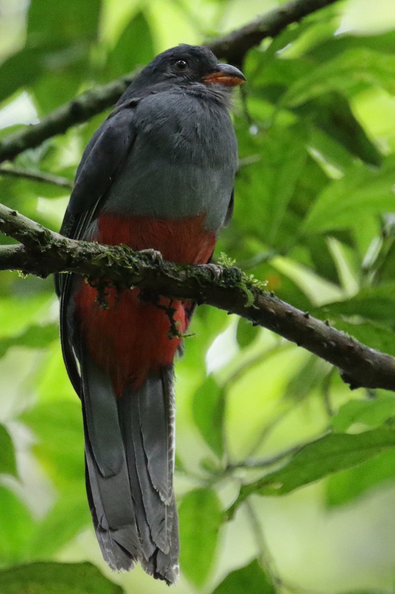 Slaty-tailed Trogon - Cameron Eckert