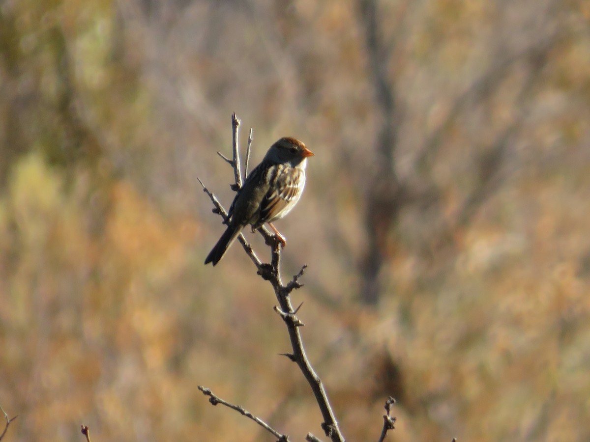 White-crowned Sparrow - ML275977671