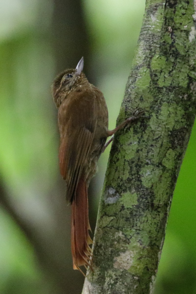 Wedge-billed Woodcreeper - Cameron Eckert