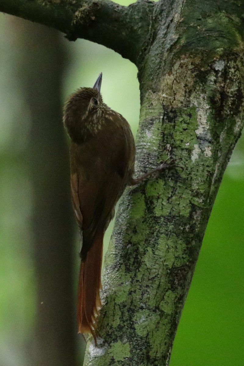 Wedge-billed Woodcreeper - ML275977751