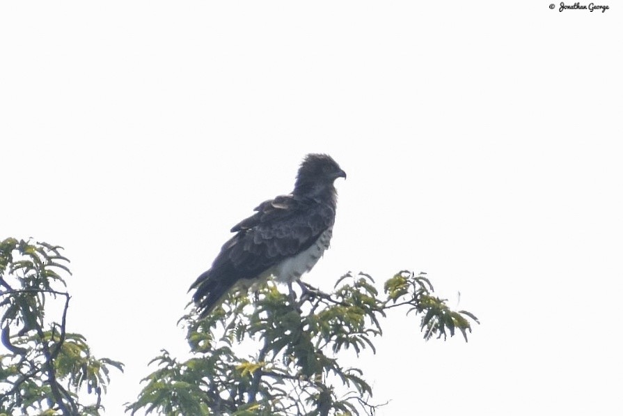 Short-toed Snake-Eagle - ML275978721