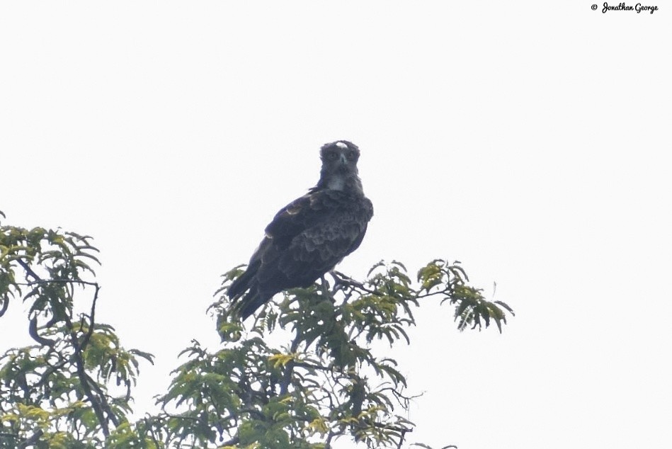 Short-toed Snake-Eagle - ML275978731