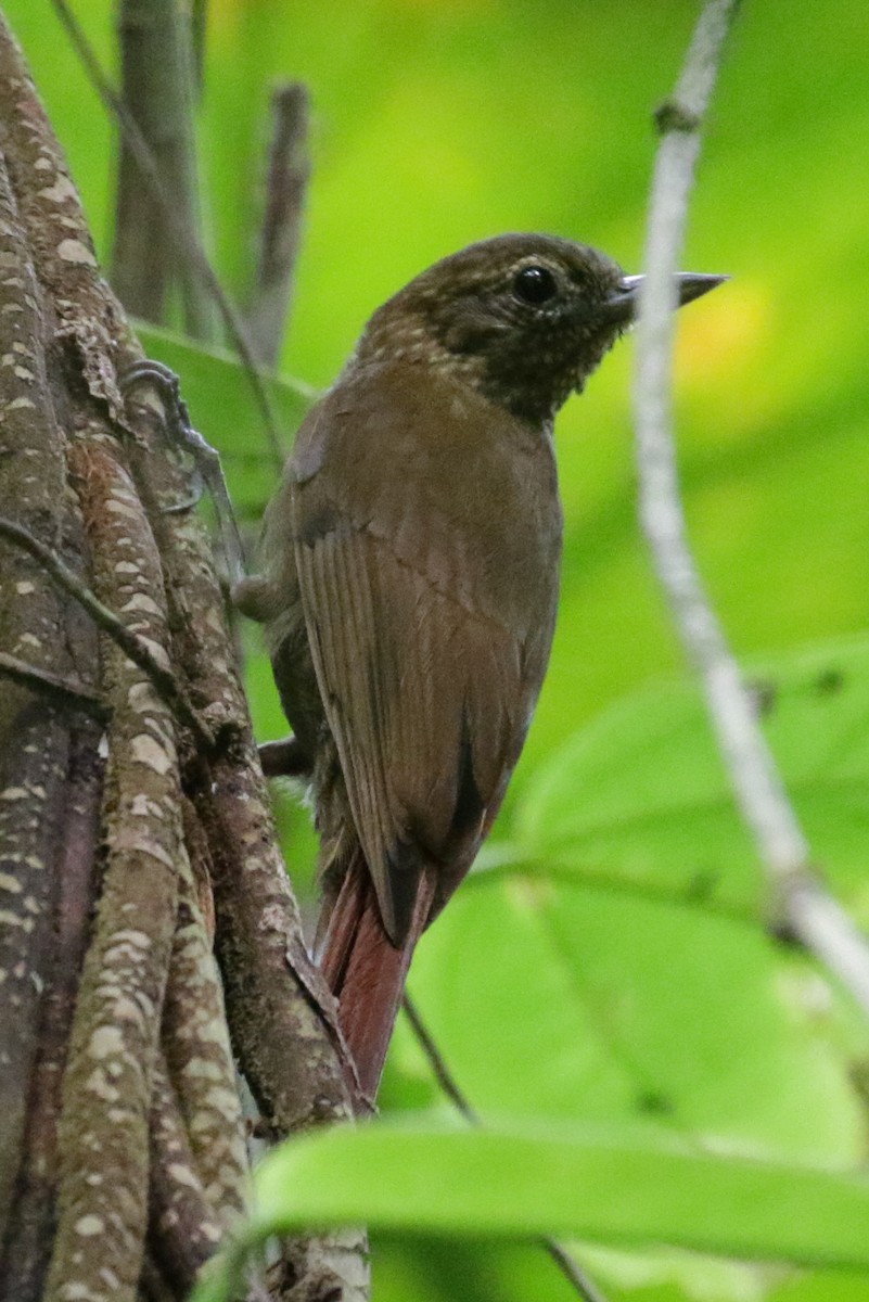 Wedge-billed Woodcreeper - ML275979151