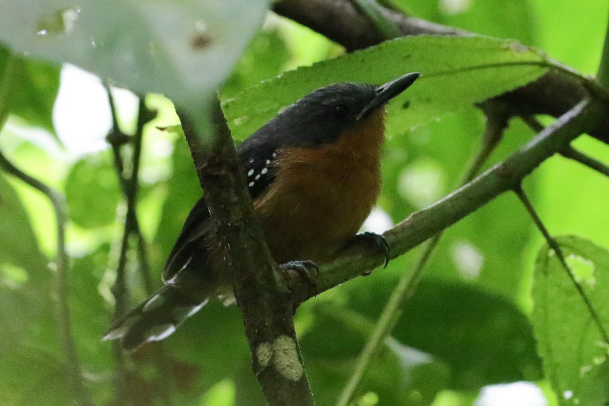 Dot-winged Antwren - Cameron Eckert