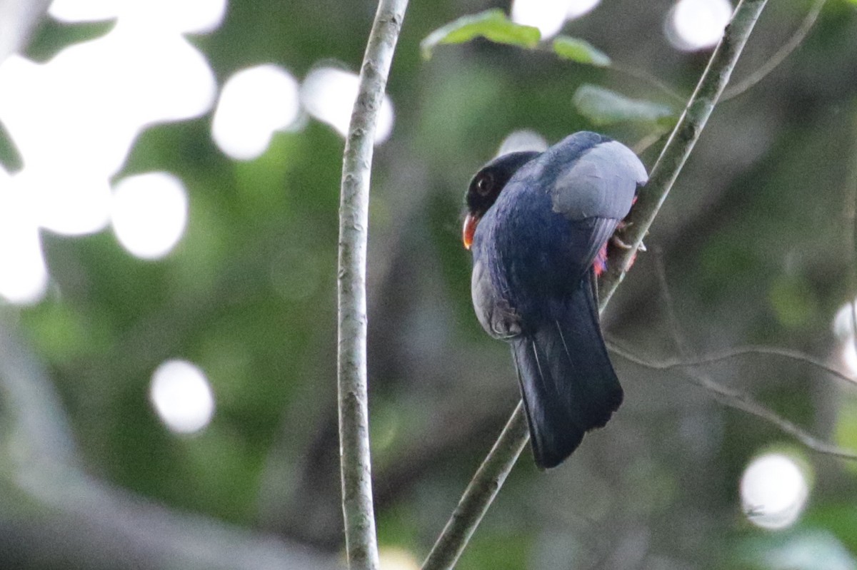 Slaty-tailed Trogon - Cameron Eckert