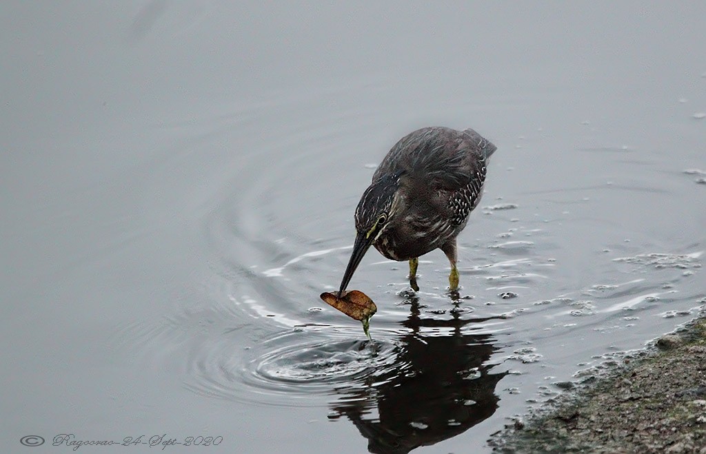 Little Heron - ML275984351