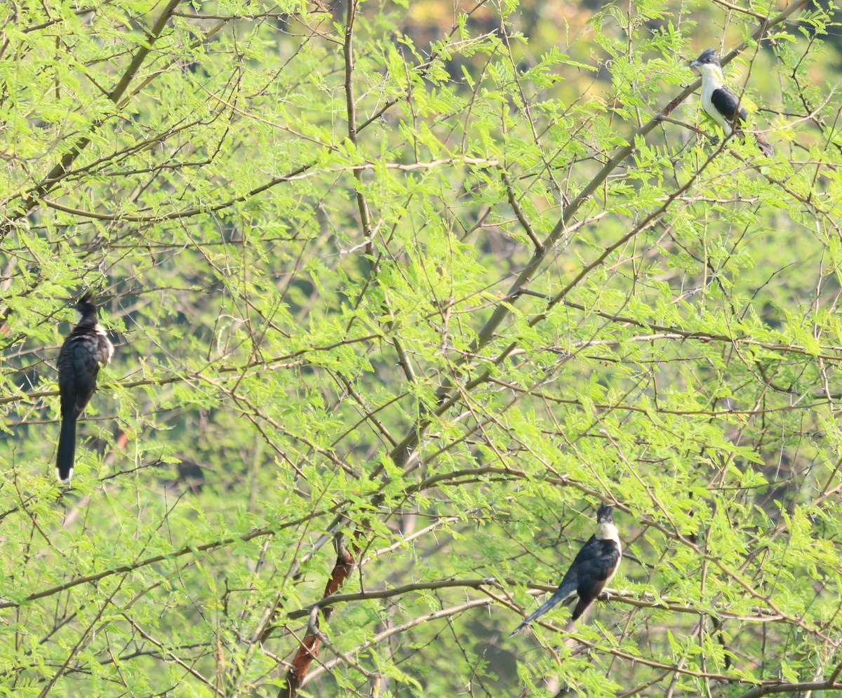 Pied Cuckoo - Elavarasan M