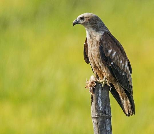 Brahminy Kite - ML275985731