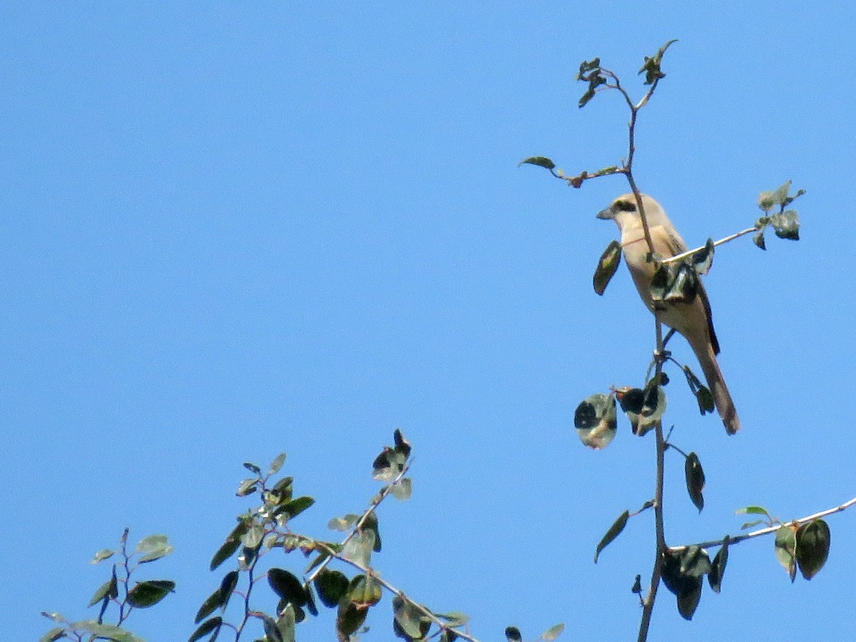 Isabelline Shrike - ML27598621