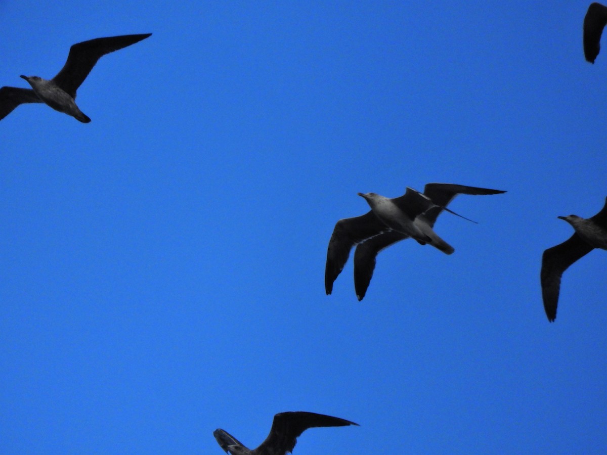 Gaviota Sombría - ML275986561