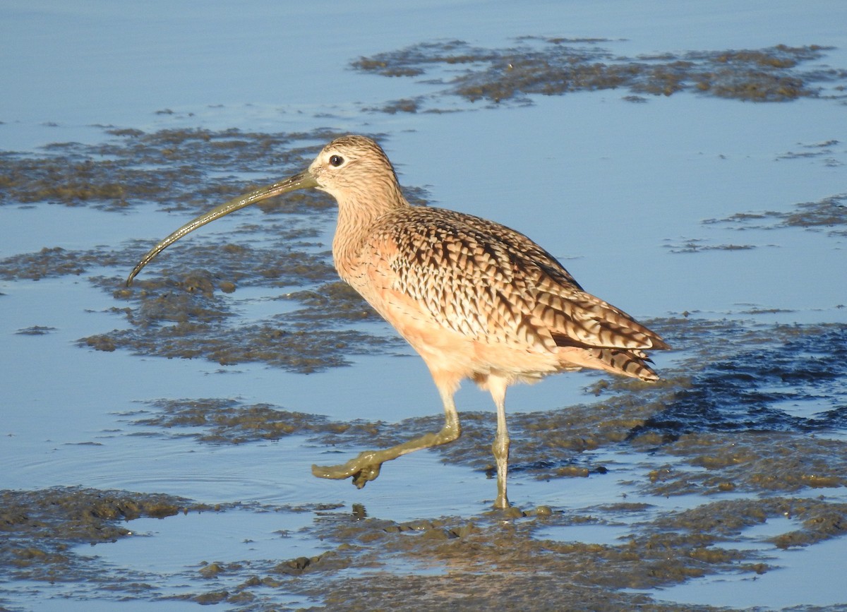 Long-billed Curlew - ML275987061