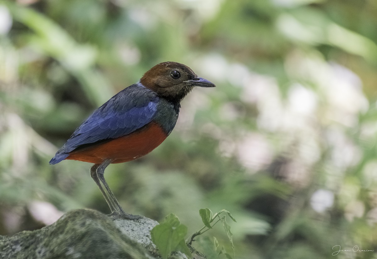 Philippine Pitta - Jean Henri Oracion