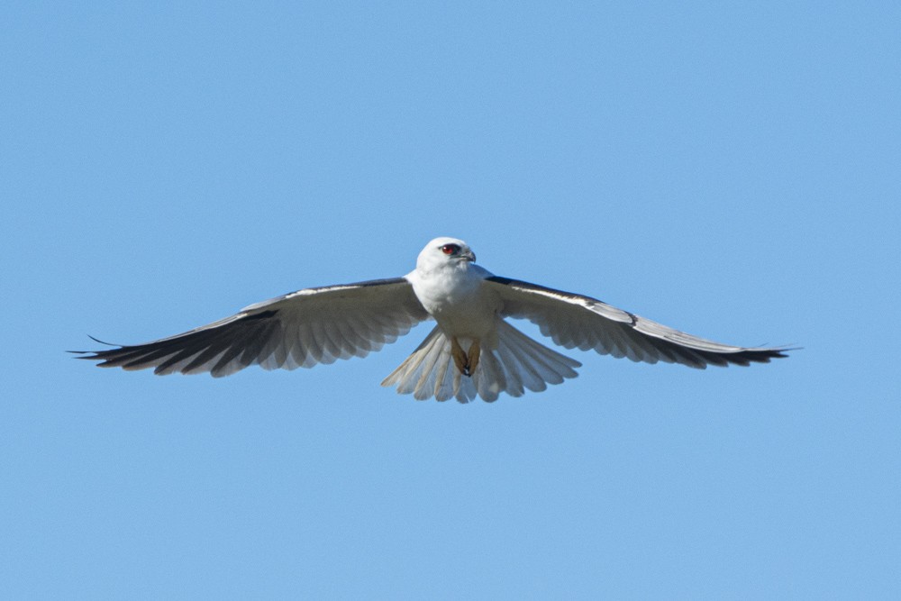 Black-shouldered Kite - ML275990461