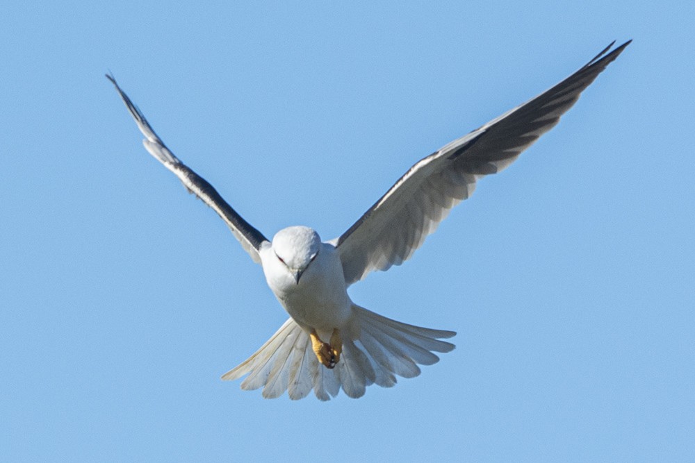 Black-shouldered Kite - ML275990471