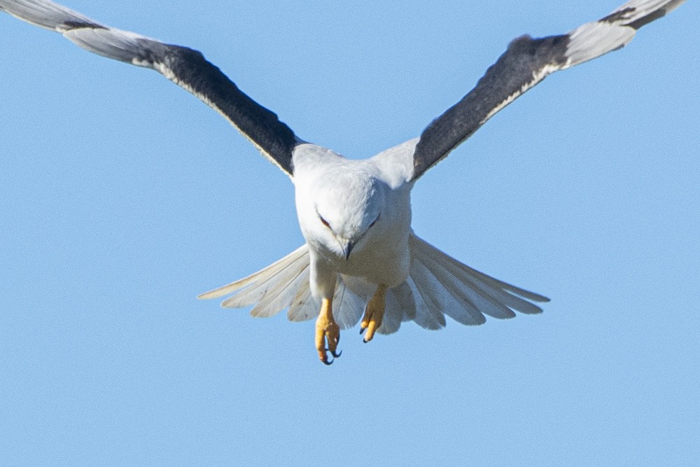 Black-shouldered Kite - ML275990481