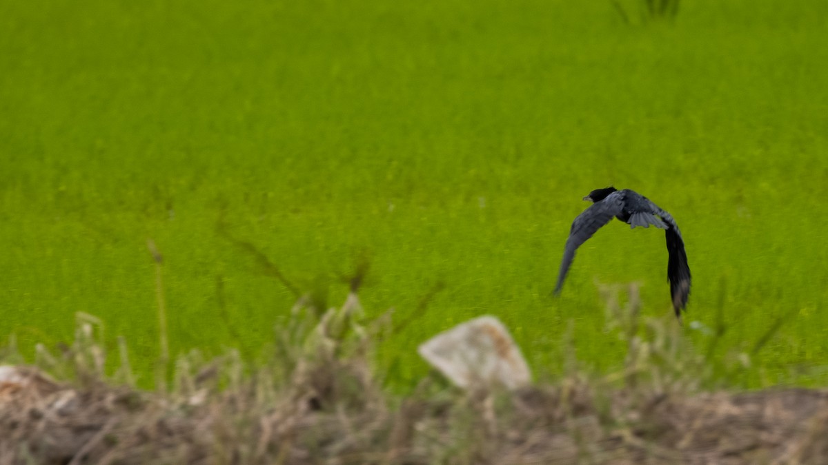 Little Cormorant - Charmain Ang