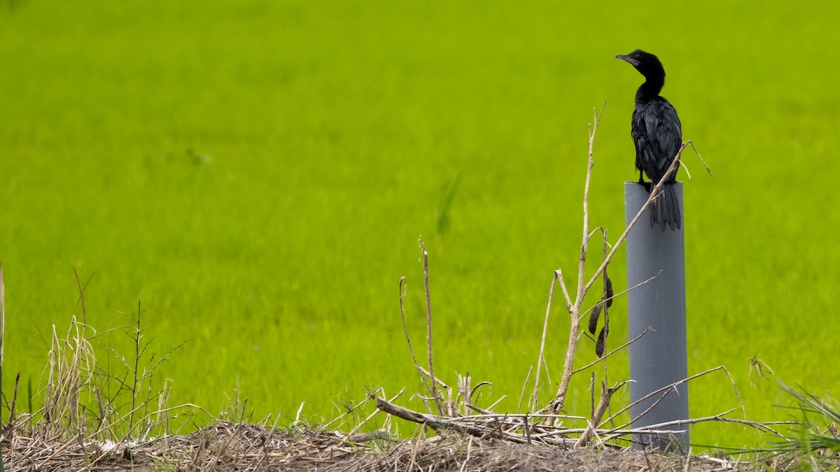 Cormorán de Java - ML275991381