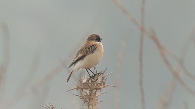 Siberian Stonechat (Caspian) - ML275995011