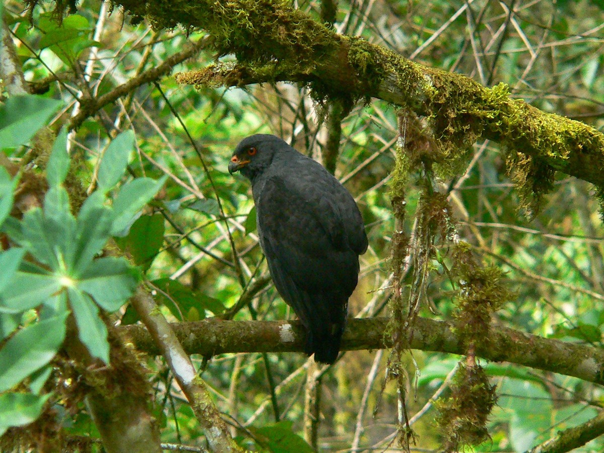 Plumbeous Hawk - Charley Hesse TROPICAL BIRDING