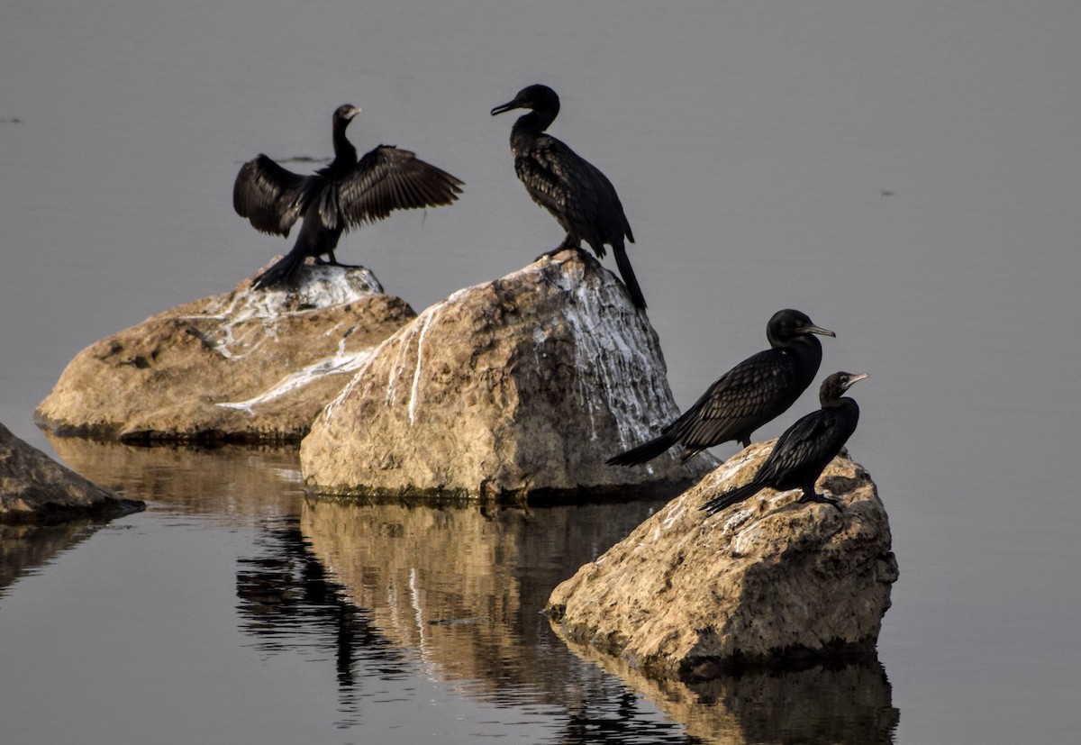 Indian Cormorant - Jageshwer verma