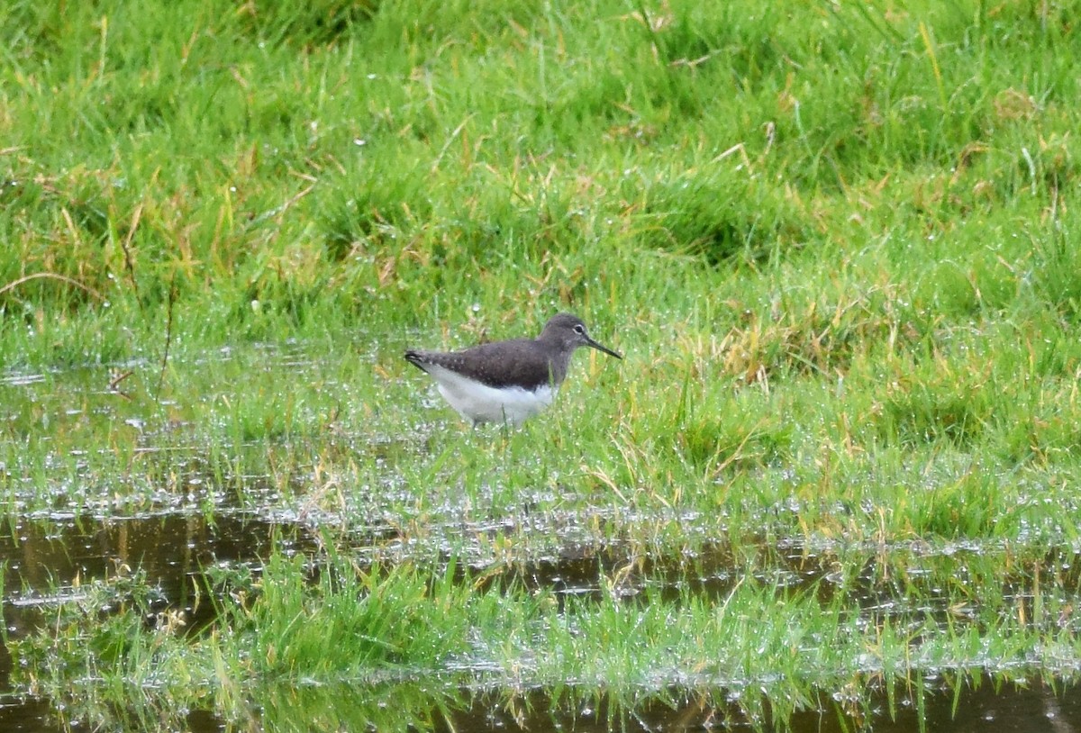 Green Sandpiper - A Emmerson