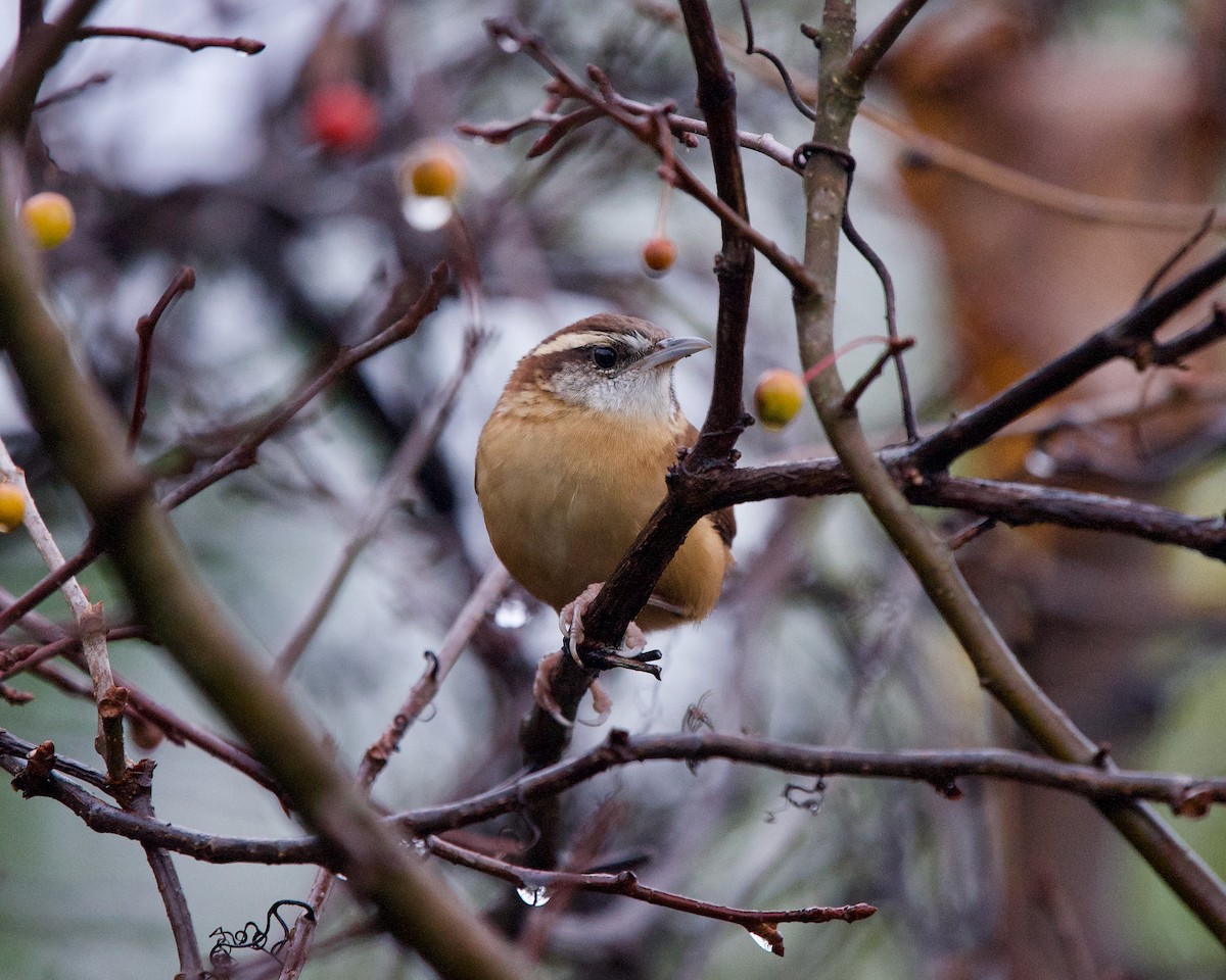 Carolina Wren - ML276001211