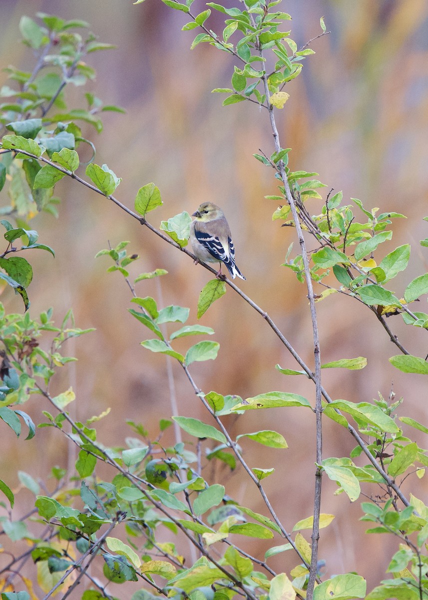 American Goldfinch - ML276001231