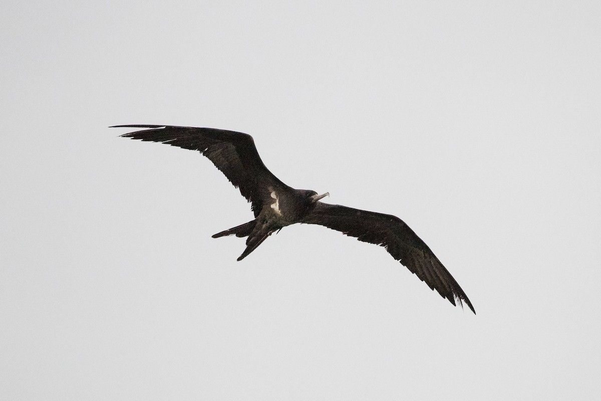 Lesser Frigatebird - ML276001421