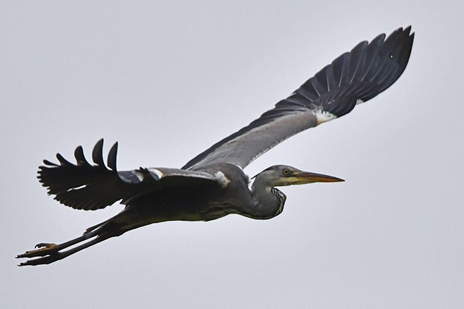 Gray Heron - ML276001621