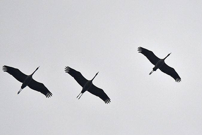 Common Crane - ML276002231