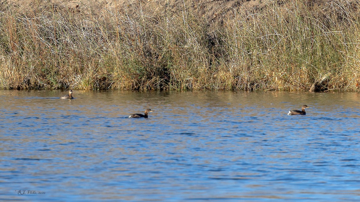 Pied-billed Grebe - ML276002831